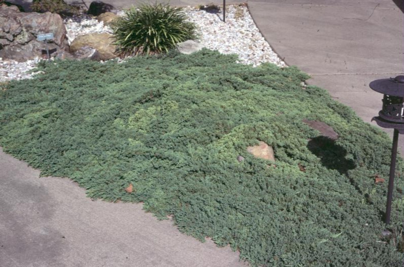 Online Plant Guide Juniperus horizontalis 'Waukegan' / Waukegan Juniper